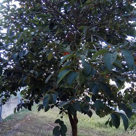 Fonte Da Senhora * Валонгу